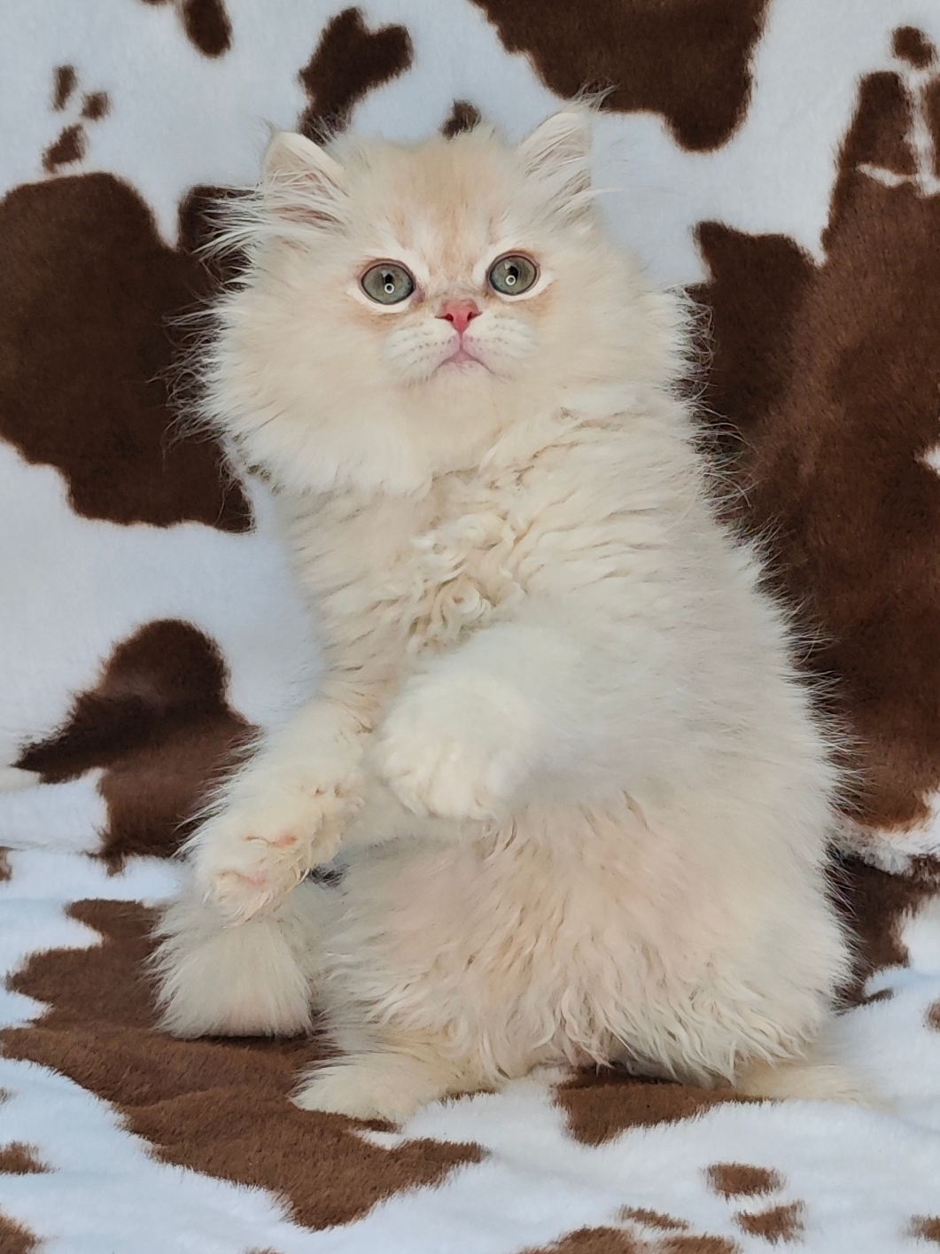 长毛凯米尔色弟弟